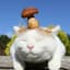 gato hongo's avatar