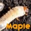 MapleSyrup-'s avatar