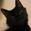 yArthurCat's avatar