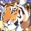 [Paw]Shiro's avatar