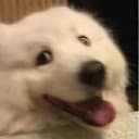 foxyraposo's avatar