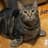 Momichi's avatar