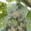 Shadow_GM's avatar