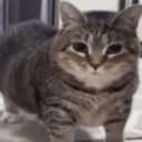 arccat's avatar