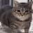 arccat's avatar