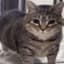 arccat's avatar